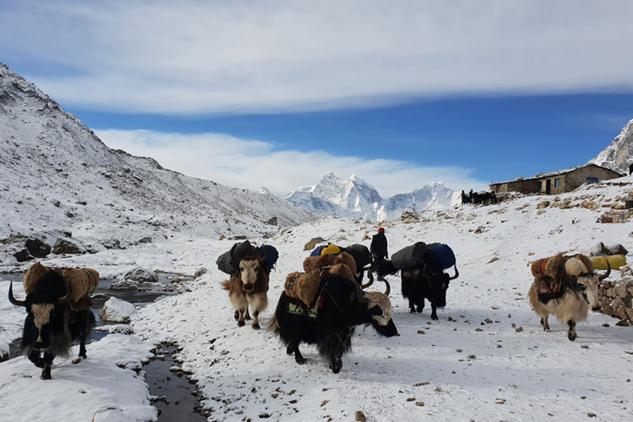Everest base camp trek yaks
